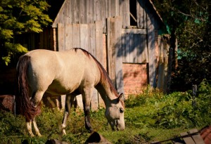 horse-164998_1280