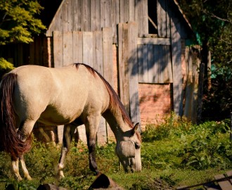 horse-164998_1280